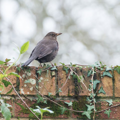 Blackbird