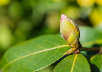 Spring Bud