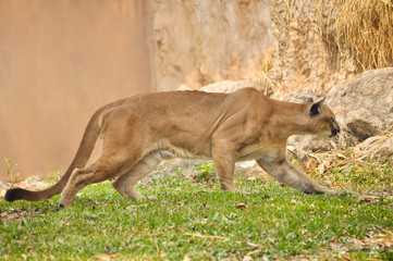 Obraz premium cougar