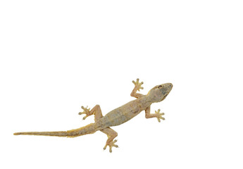 House lizard (Hemidactylus platyurus) isolated on white backgrou