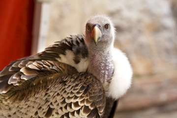vulture