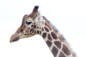 Giraffe head