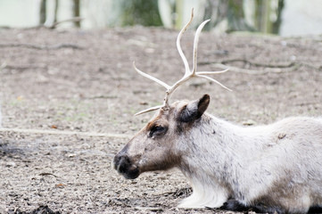 Reindeer resting