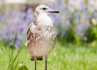 seagull