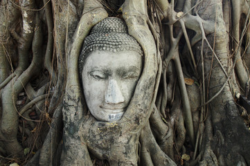 Buddha head in tree roots
