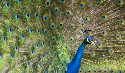 Obraz premium Peacock head and feathers