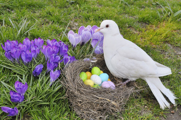Easter dove