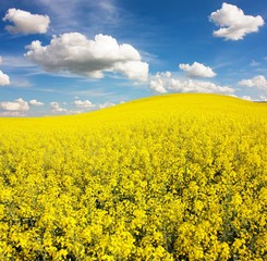 field of rapeseed with beautiful cloud - plant for green energy