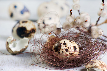 Nest and bucket with quail eggs