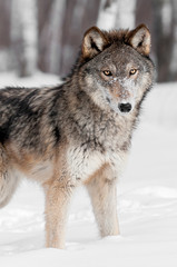 Grey Wolf (Canis lupus) Stands in Snow Looking at Viewer