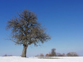 Baum im Winter