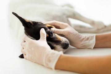 vet checking dog eye