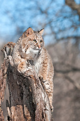Naklejka na ściany i meble Bobcat (Lynx rufus) Sits on Stump with Copy Space