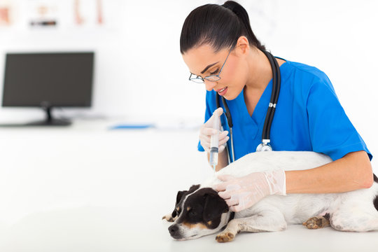vet doctor giving vaccination injection to dog
