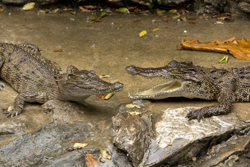 Closeup big crocodiles in crocodiles farm