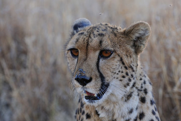 Gepard © Photohunter