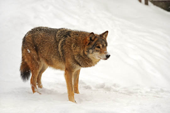 Wolf in winter