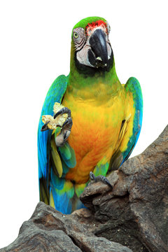 Macaw parrot feeding isolated on white background