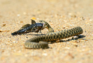water snake
