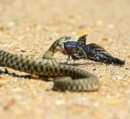 water snake