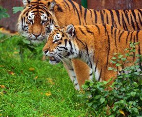 Obraz premium Tiger