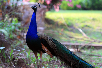 Obraz premium Beautiful Peafowl