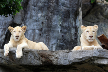 Couple of White Lion cubs(Panthera leo)