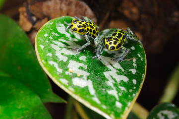 Ranitomeya imitator is a poison dart frog native to Peru