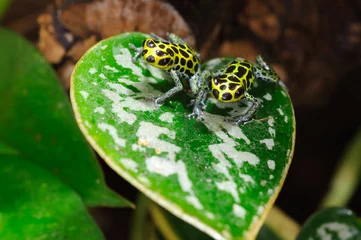 Cercles muraux Grenouille Ranitomeya imitator is a poison dart frog native to Peru