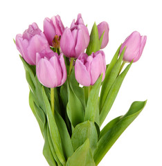 Beautiful bouquet of purple tulips, isolated on white