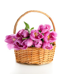 Fototapeta na wymiar Piękny bukiet purpurowe tulipanów w koszyku, na białym tle