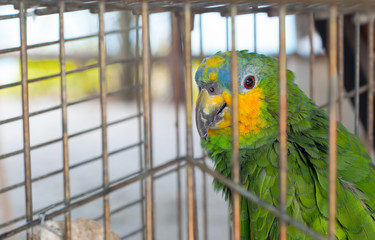 Parrot in cage