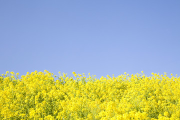 菜の花畑