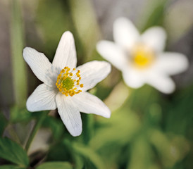 Anemone nemorosa