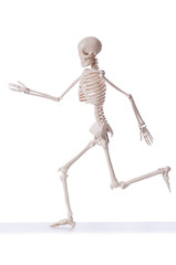 Skeleton isolated on the white background