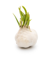 garlic isolated on white background with clipping path