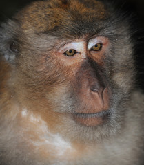 Obraz premium Close-up portrait of a monkey