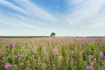 Old tree on pink field