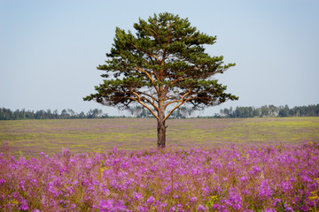 Old tree on pink field