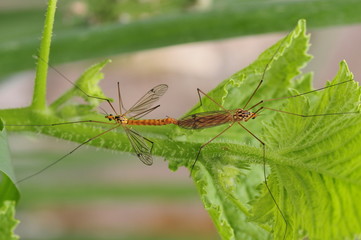Two mating spot big mosquito