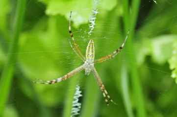 Spider web spider