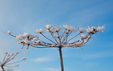 Winter scene .Frozenned flower