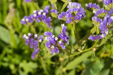 Sea lavender