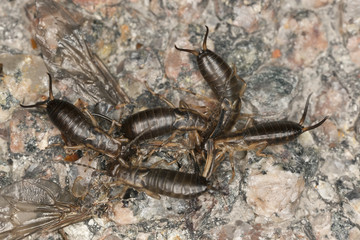 Earwigs feeding on insect, macro photo