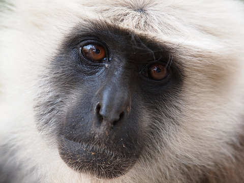 sead monkey