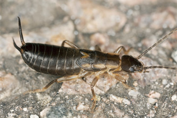 Earwig on rock, macro photo