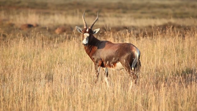 Blesbok antelope in grassland early morning