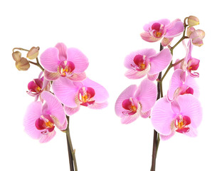Naklejka na ściany i meble Gentle beautiful orchid isolated on white