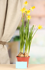 Beautiful yellow daffodils in flowerpot on window background