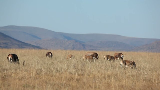 Blesbok antelopes grazing in grassland